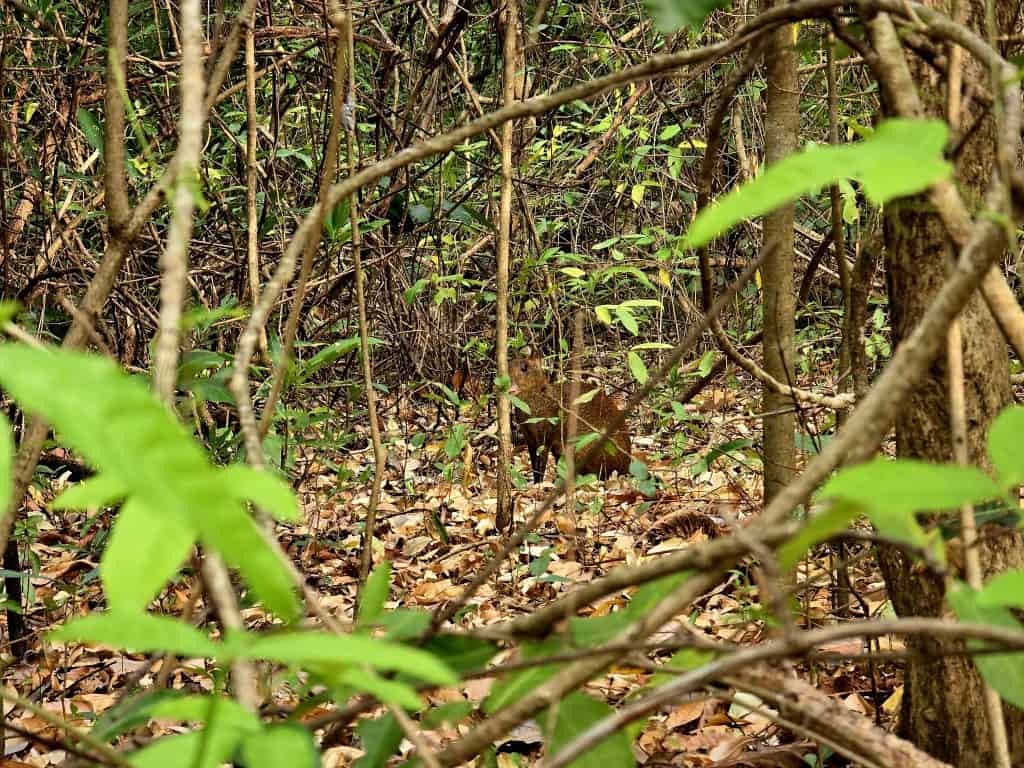 Agoeti in Costa Rica