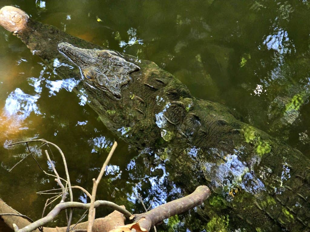 krokodil in Costa Rica