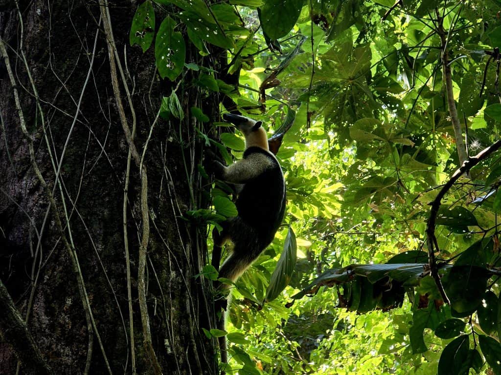 miereneter in een boom in Costa Rica