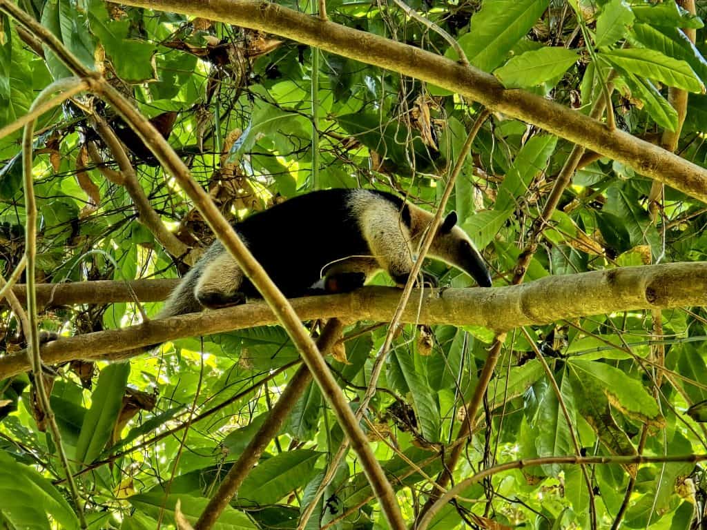 Miereneter in een boom in nationaal park Corcovado, Costa Rica