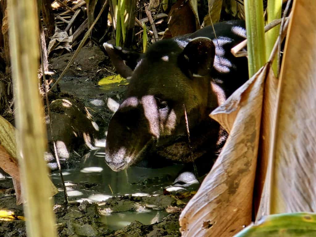 Tapir in nationaal Park Corcovado, Costa Rica