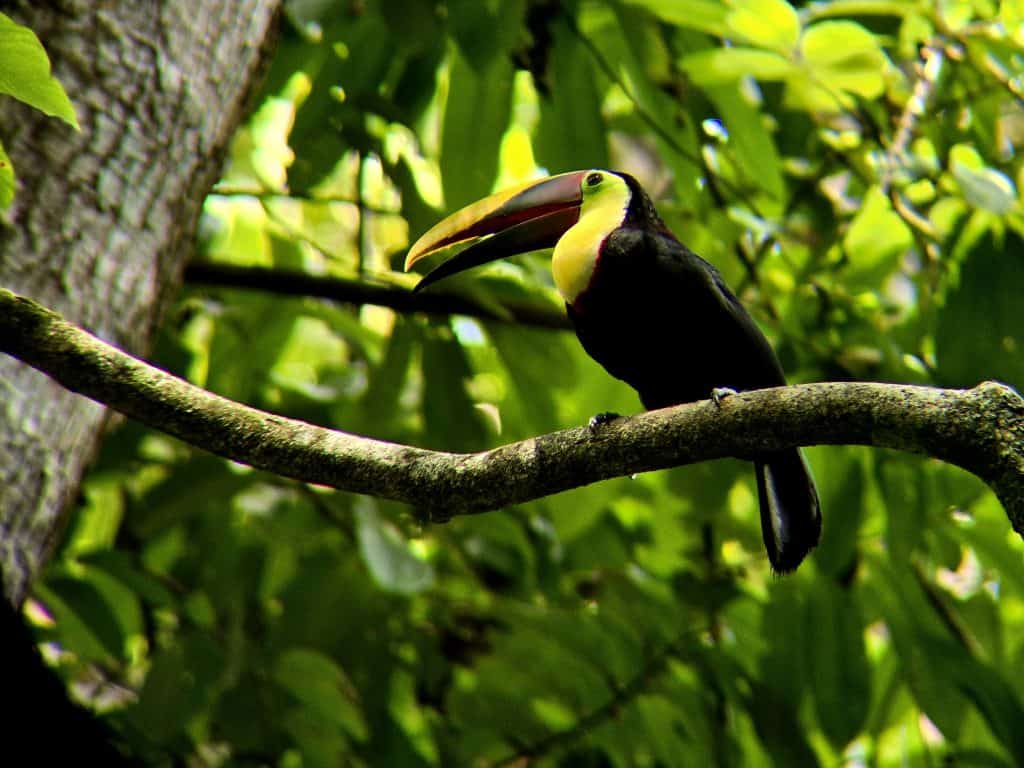 Toekan in nationaal park Corcovado