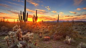 Weer in Arizona, Verenigde Staten in januari 2024: temperatuur, zon en neerslag