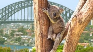 Het weer in Australië in november 2025