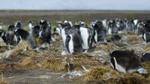 Het weer in Falklandeilanden in oktober 2016