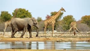 Het klimaat van Namibië