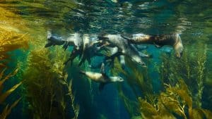 Het klimaat van Channel Islands National Park, Californië