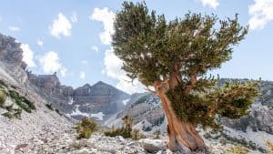 Het klimaat van Great Basin National Park, Nevada