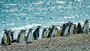 Het klimaat van Puerto Madryn, Argentinië