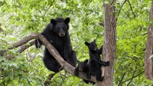 Het weer in Shenandoah National Park, Virginia in augustus 2020