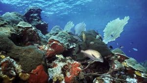 Het klimaat van Utila, Honduras