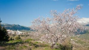 Het weer in Confrides, Spanje in mei 2025