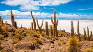 Het weer in Isla Incahuasi, Bolivia in januari 2014