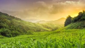 Het klimaat van Cameron Highlands, Maleisië