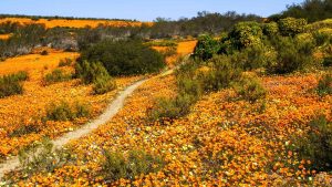 Het weer in Namaqualand, Zuid-Afrika in mei 2016