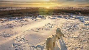 Het klimaat van Manitoba, Canada