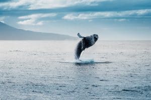 De beste tijd om walvissen te kijken bij Gran Canaria