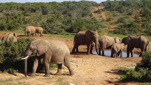 Het weer in Addo Elephant National Park, Zuid-Afrika in november 2025