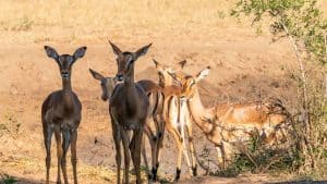 Het weer in Hluhluwe-iMfolozi Park, Zuid-Afrika in februari 2021