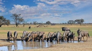 Het weer in Kgalagadi Transfrontier Park, Zuid-Afrika in april 2025