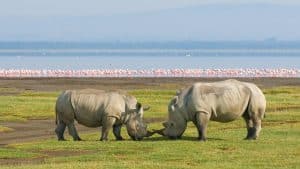 Het klimaat van Lake Nakuru National Park, Kenia