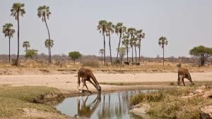 Het klimaat van Ruaha National Park, Tanzania