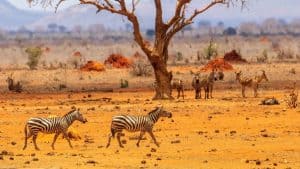 Het klimaat van Tsavo East National Park, Kenia