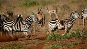 Het weer in Tsavo West National Park, Kenia in juni 2021