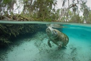 Zeekoe in het heldere water van Crystal River in Florida