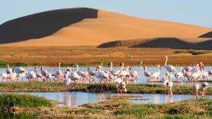 Het klimaat van Walvis Bay, Namibië