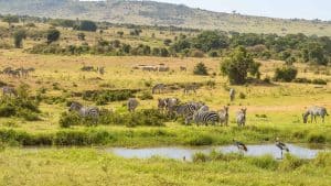 Het weer in Shimoni, Kenia in augustus 2025