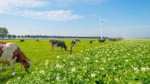 Het weer in Flevoland, Nederland in mei 2025