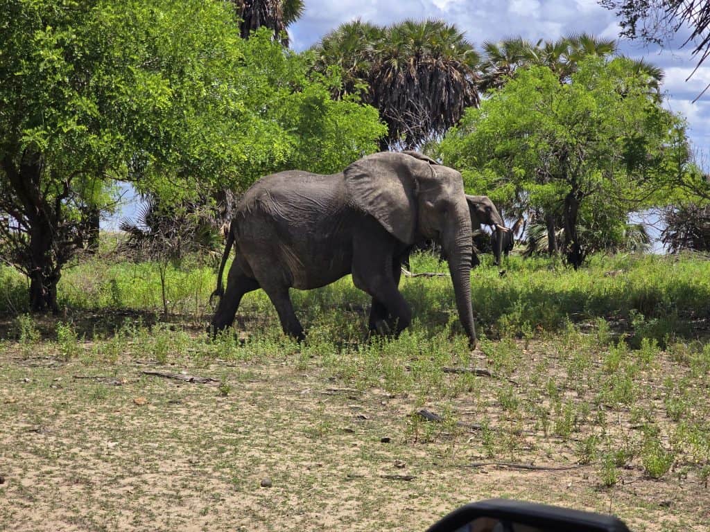 Olifant tijdens de safari in Tanzania