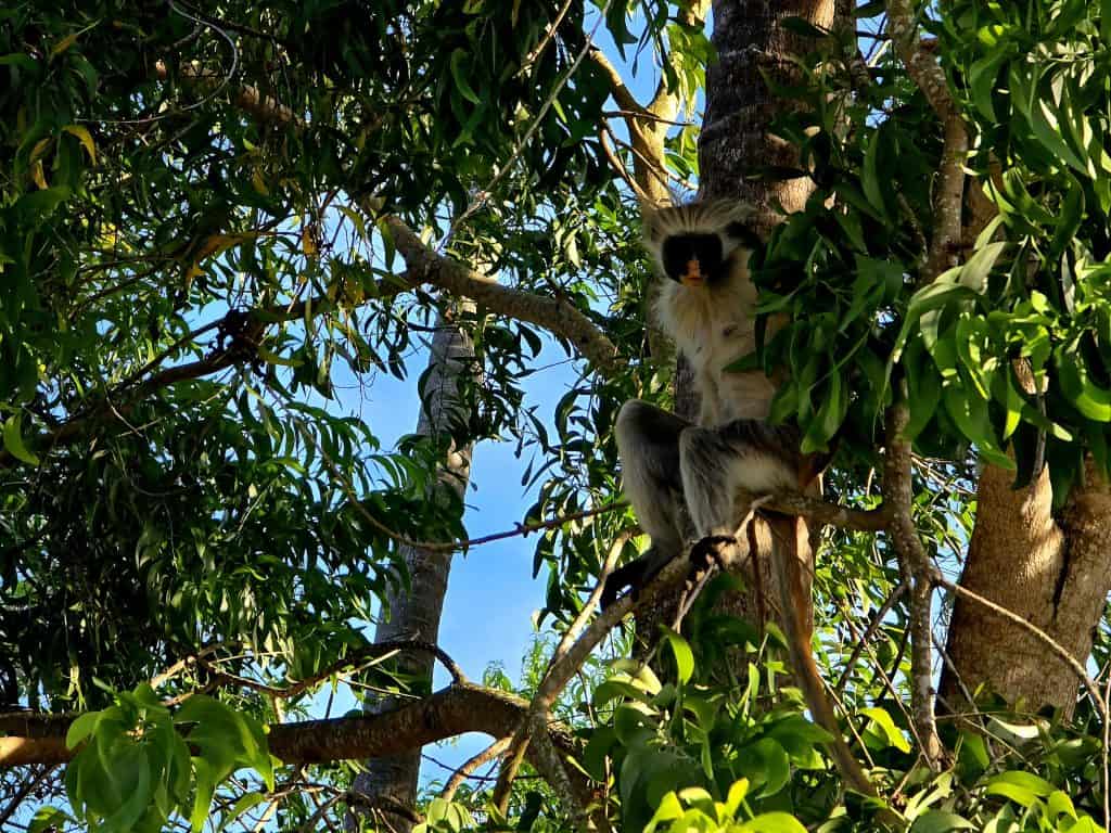 Rode Franje Aap in Jozani Forest National Park op Zanzibar